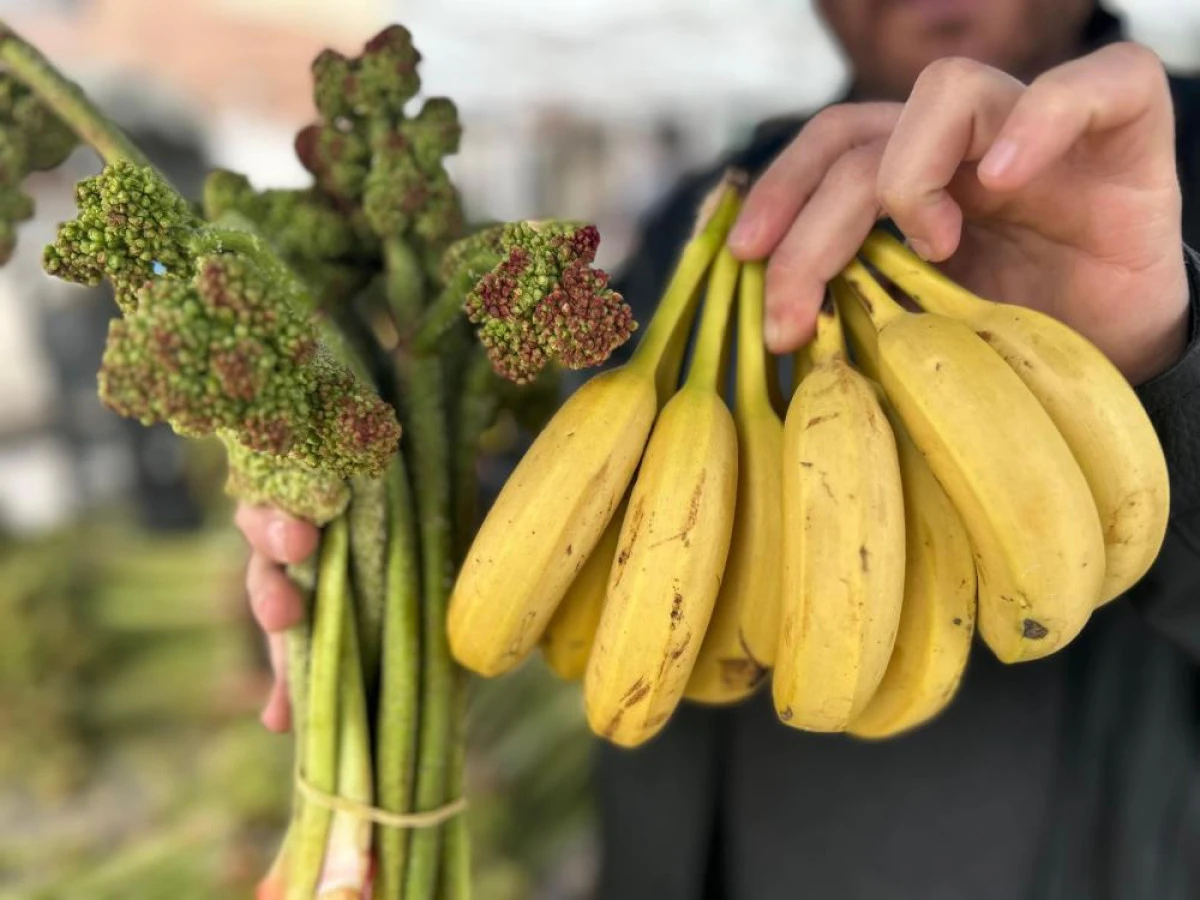 Yayla muzu u&ccedil;kun tezgaha &ccedil;ıktı