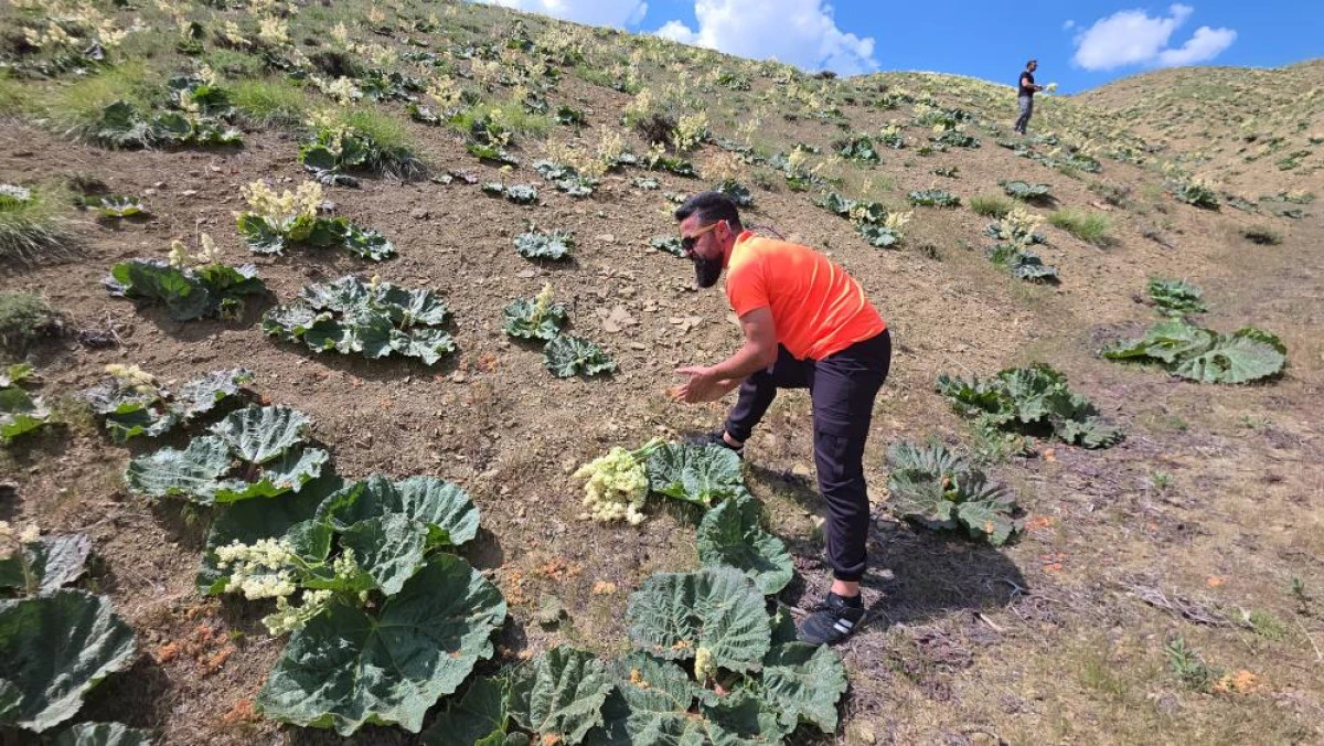 Yayla muzunu vatandaş kendi topluyor