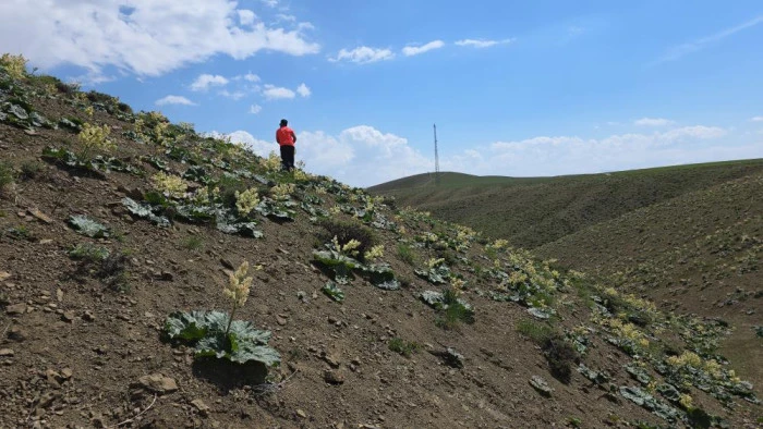 Yayla muzunu vatandaş kendi topluyor