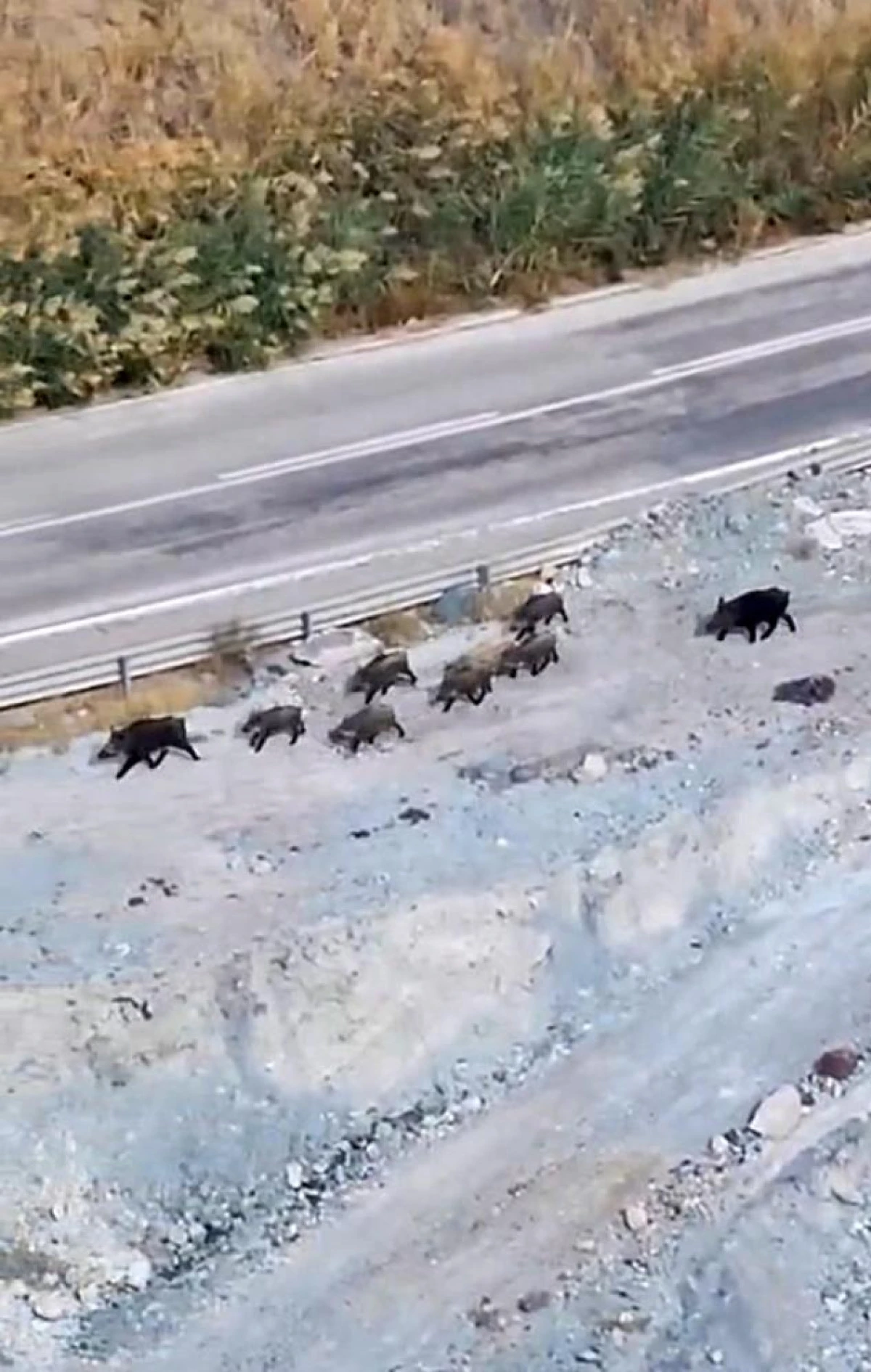 Yüksekova'da domuz sürüsü görüntülendi