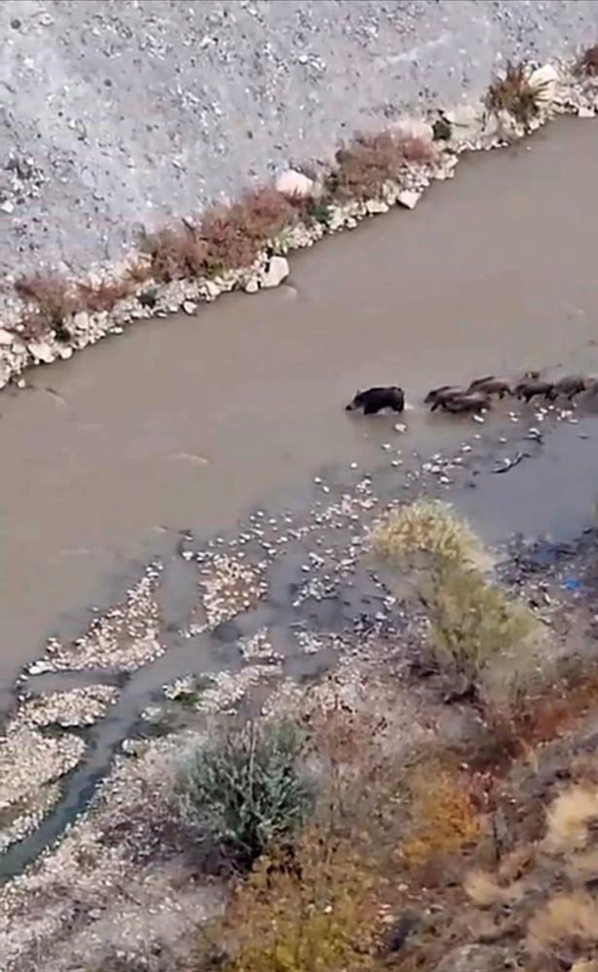 Yüksekova'da domuz sürüsü görüntülendi