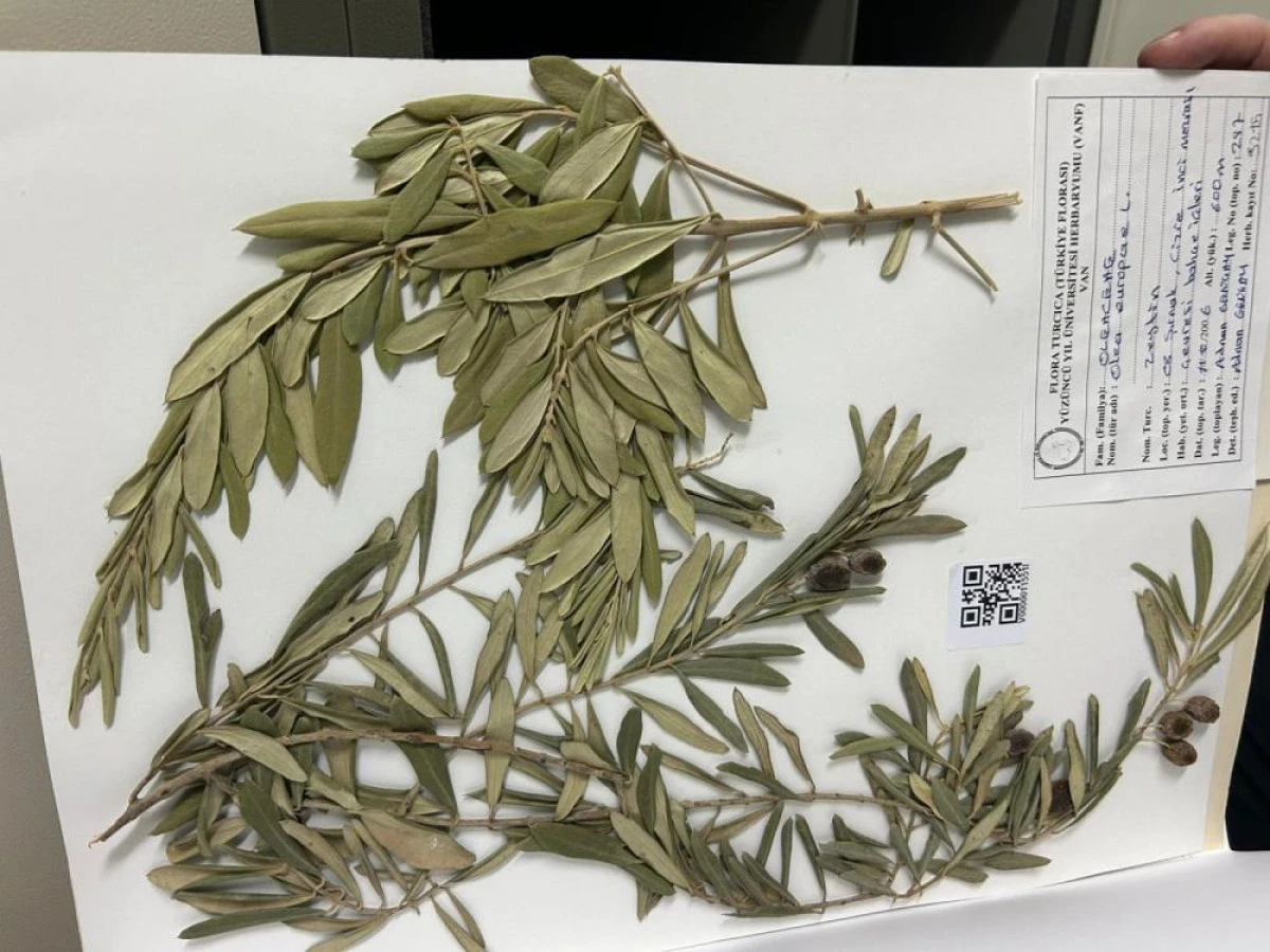 Zeytin ağacından gelen delil: Nuh'un Gemisi Cudi Dağı'nda